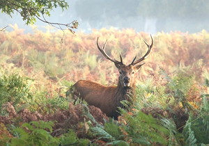 壓力角20°模數m12整體齒輪滾刀